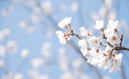 Blomster på gren med blå baggrund, som visualiserer forår